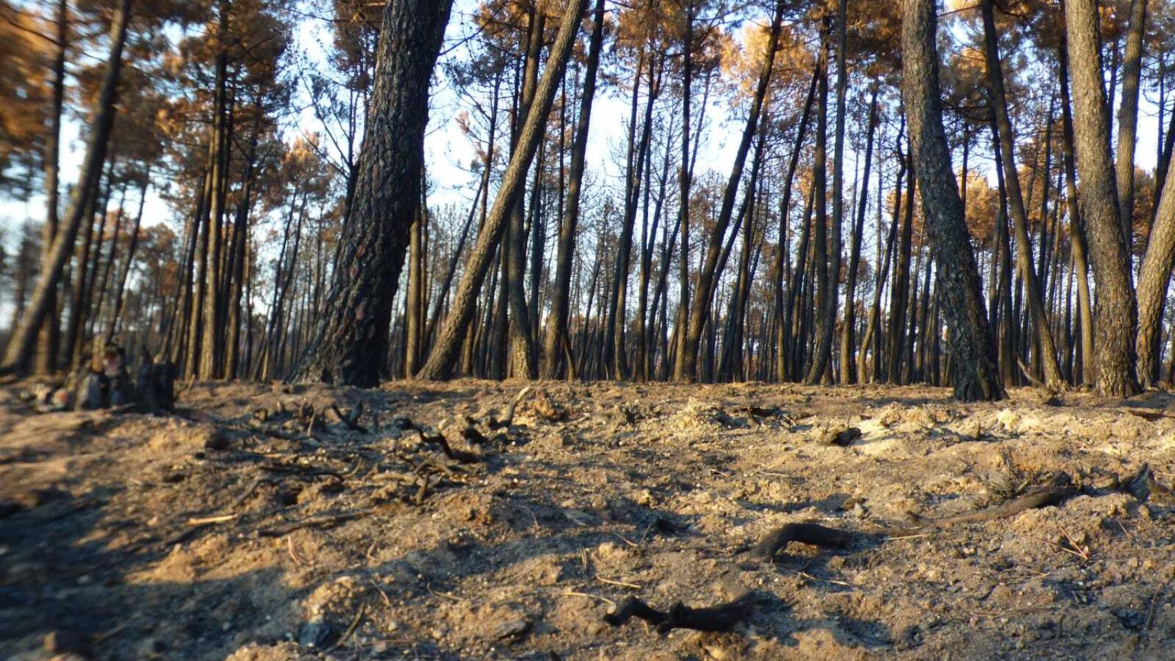 Pinares quemados en la Sierra de la Culebra