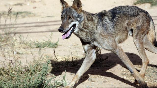 Un lobo en Castilla y León