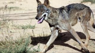 Un lobo en Castilla y León
