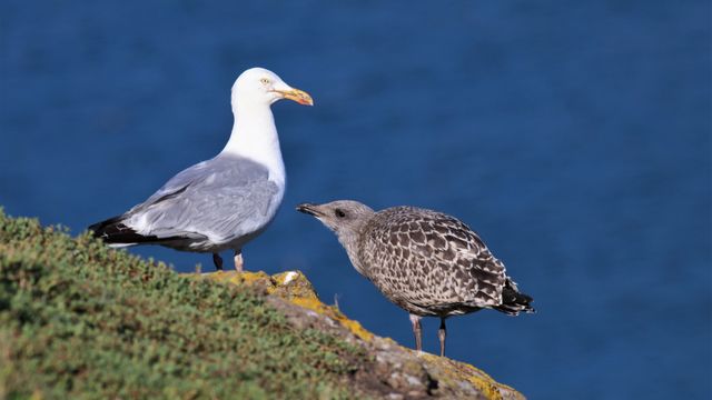 Gaviota adulta y cría.