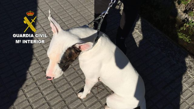 Animal abandonado en Ames, al que rescató el Seprona.