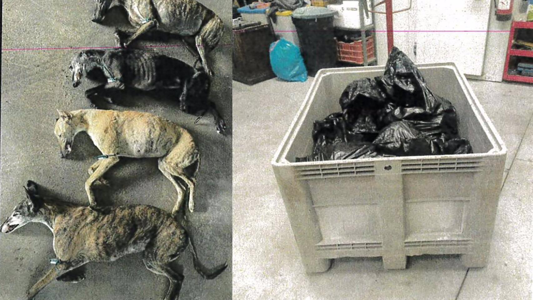 Animales fallecidos tras ser torturados para vender su sangre. Fotos: El Refugio