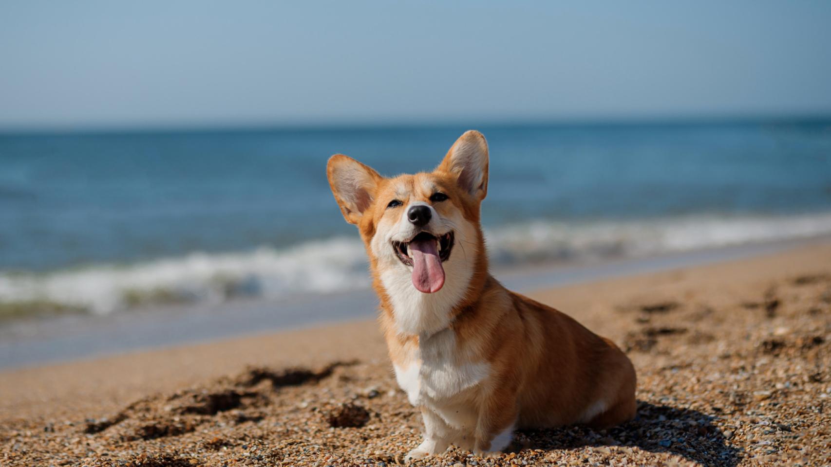 Las 10 mejores playas para perros en España