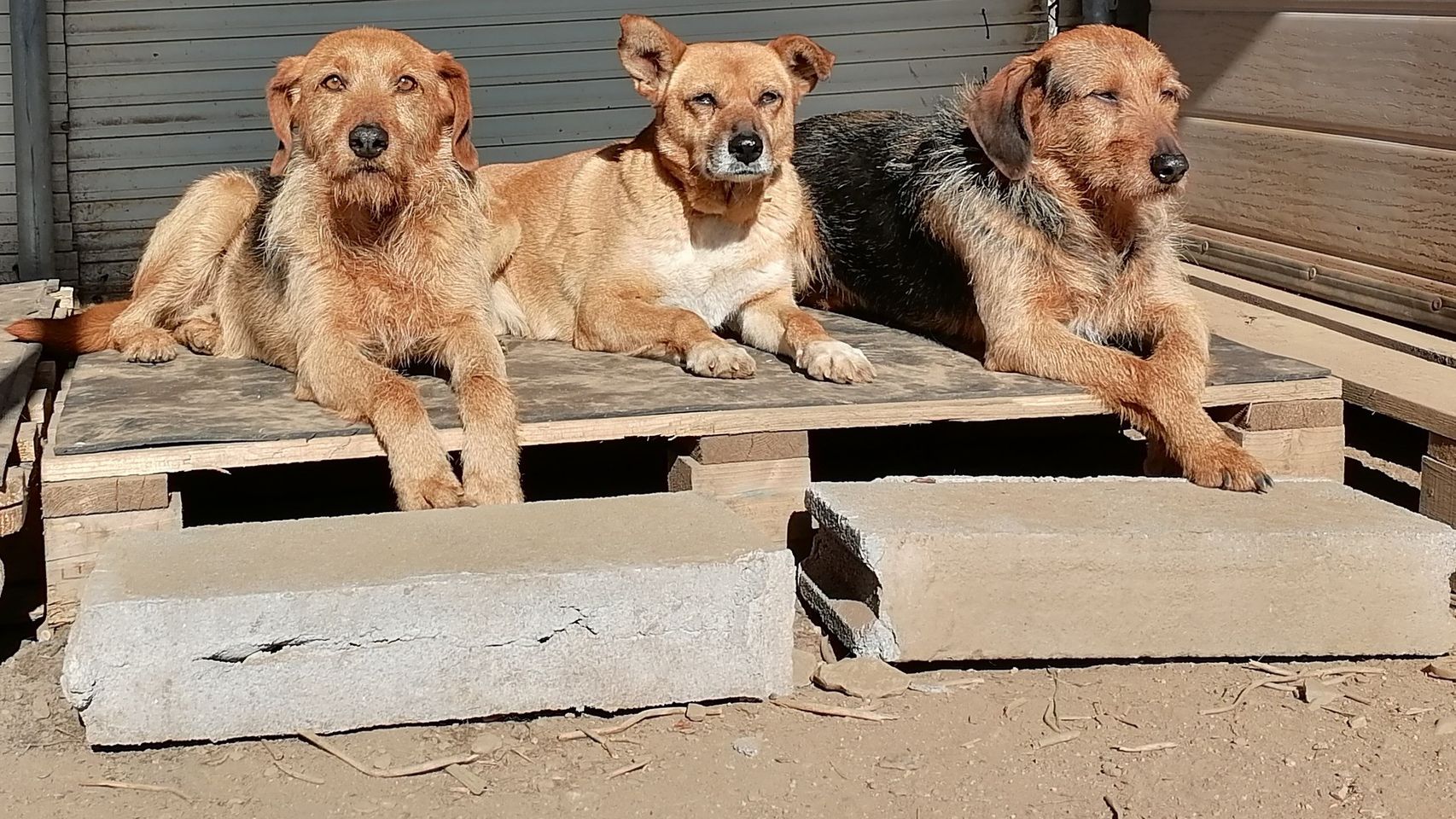 Vida, Miko, y Sito en la protectora.