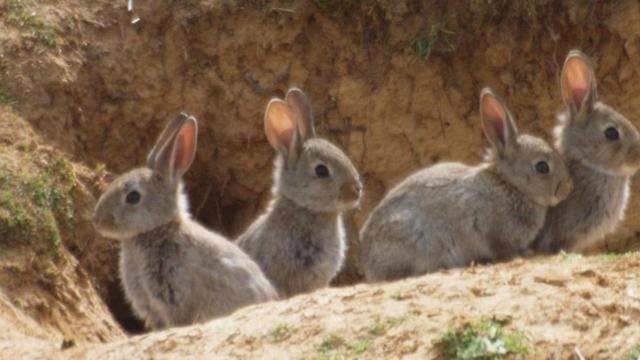 Los conejos invasores son insoportables para el campo castellano-manchego