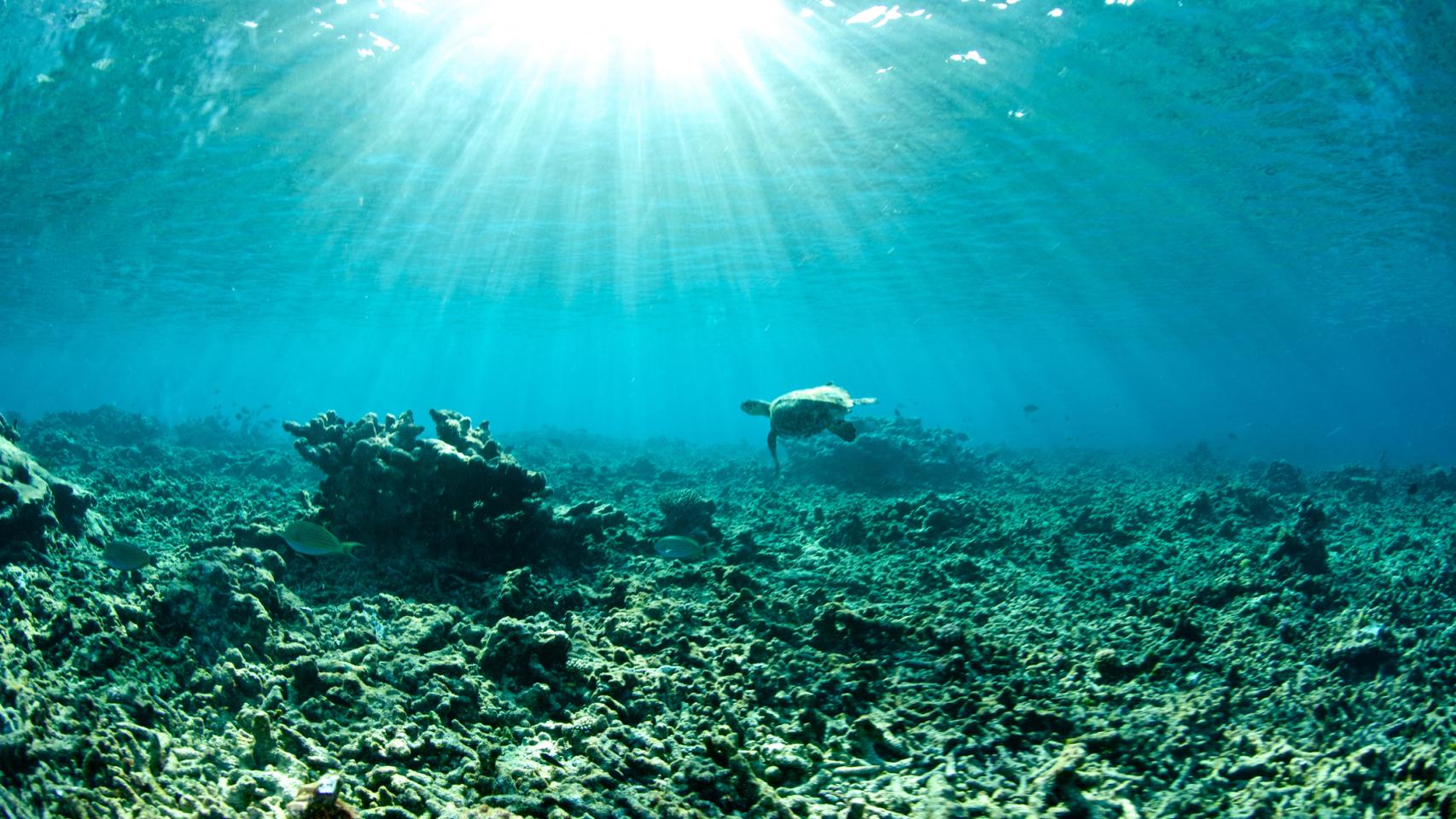 Tortuga nadando a través de un arrecife de coral dañado.