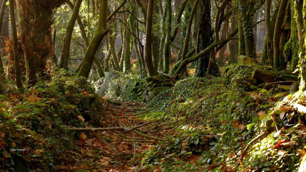 Camino vello entre bosques de laural en Cortegada. Foto: Cíes.gal