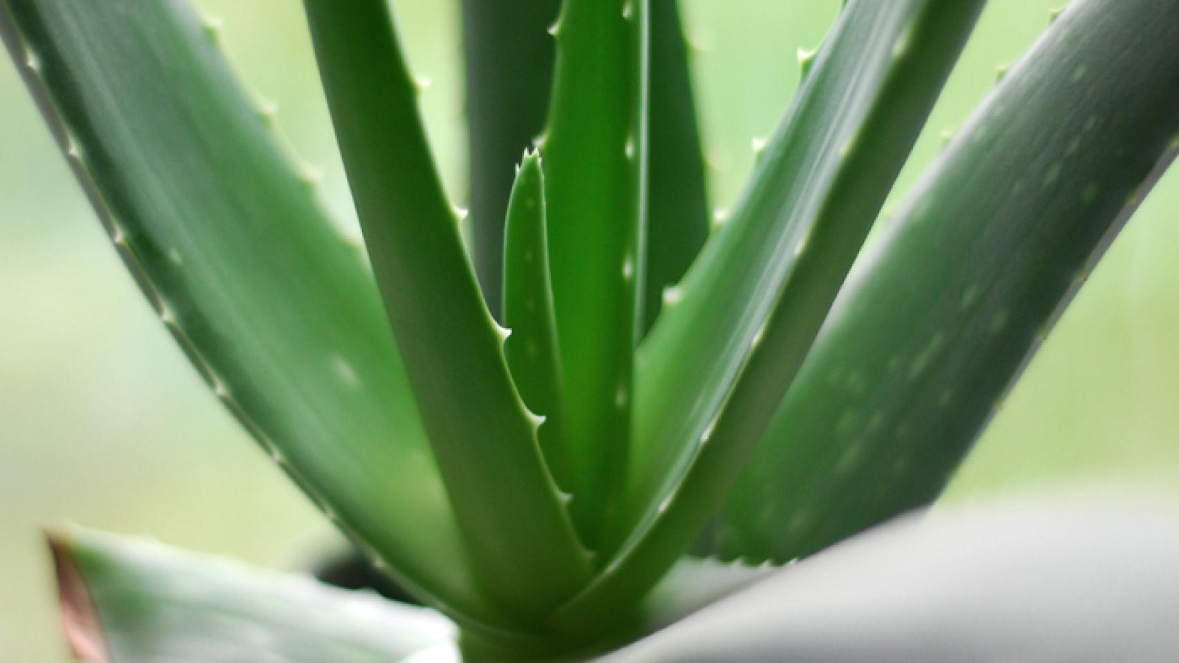 Las plantas de interior que mantienen la casa fresca en los días de calor.