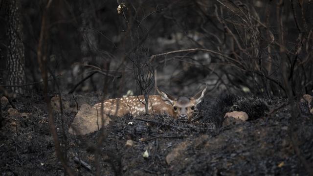 Un ciervo descansa entre la tierra calcinada y las ceninzas en Villardeciervos, Zamora.