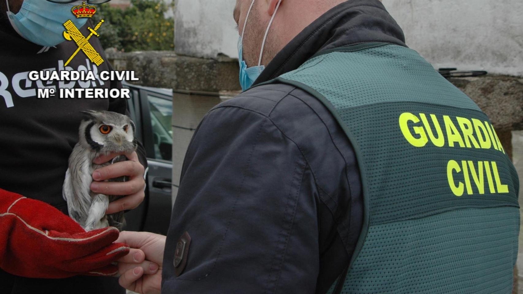 Una de las aves rapaces intervenidas.