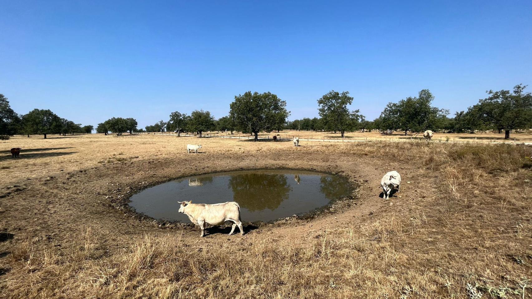 Charcas para abastecer al ganado en la provincia de Salamanca