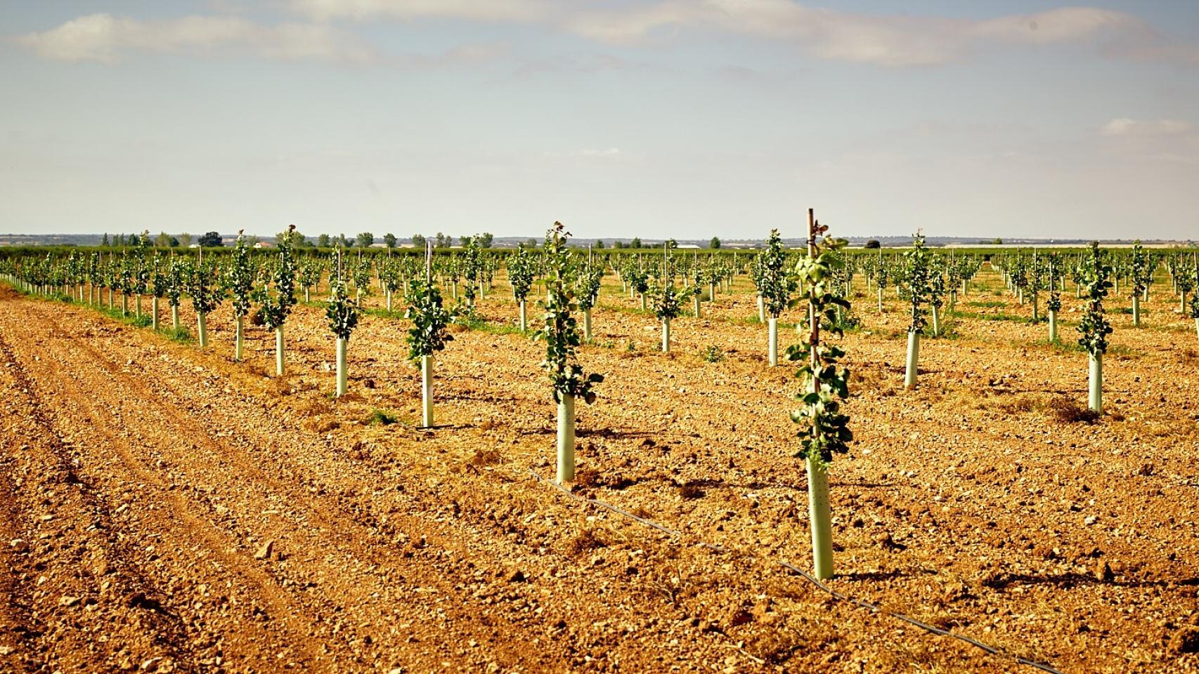 Plantación. Foto: Grupo 'Agroptimum'.