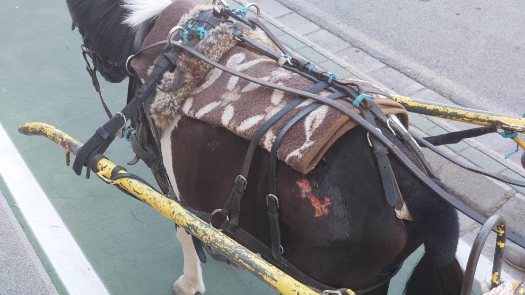 Pese a las heridas, el propietario seguía explotando al animal. Foto: Policía Local Albacete.