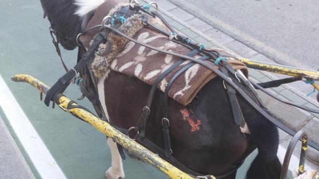 Pese a las heridas, el propietario seguía explotando al animal. Foto: Policía Local Albacete.