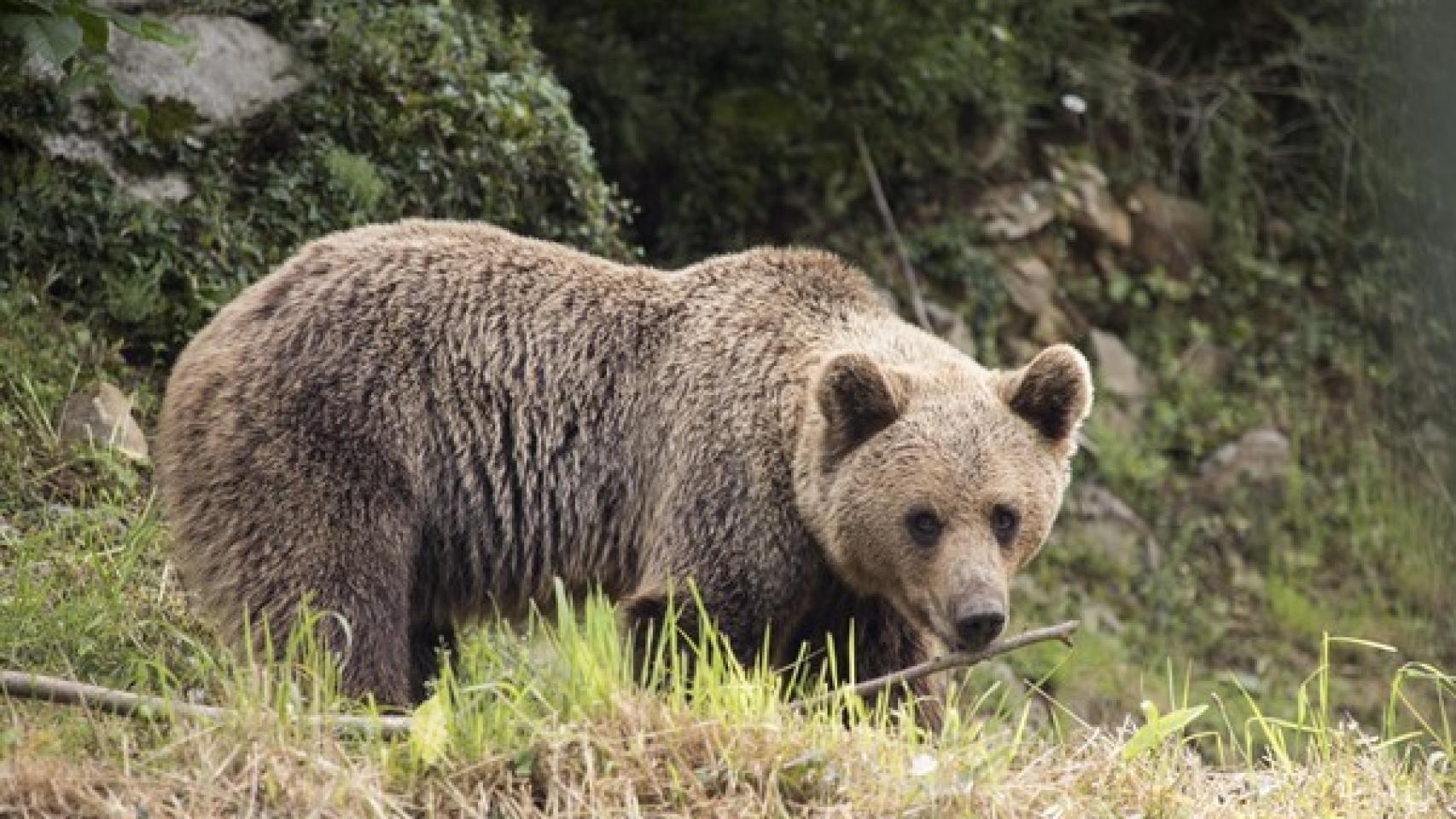 Oso Pardo Cantábrico