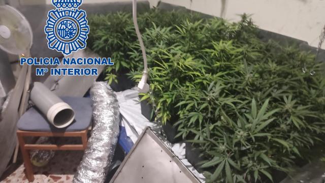 Plantación de marihuana hallada por los bomberos.