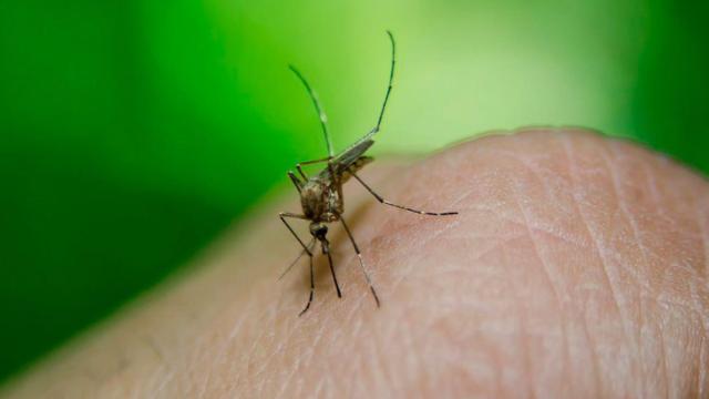 No todos los productos contra los mosquitos funcionan, según la OCU