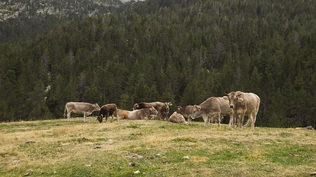 El pasto de ganado vacuno contribuye a evitar la devastación de los incendios.
