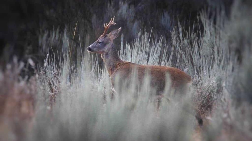 Imagen de un corzo