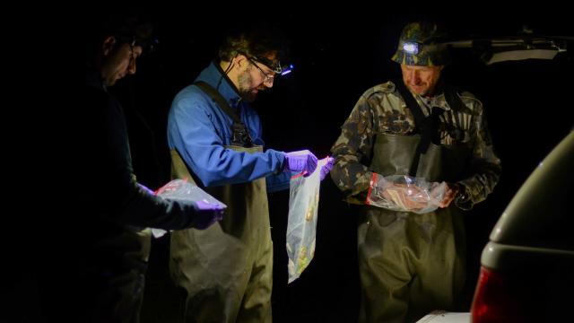 El biólogo Germán Orizaola (centro) trabajando en la zona de exclusión de Chernóbil.