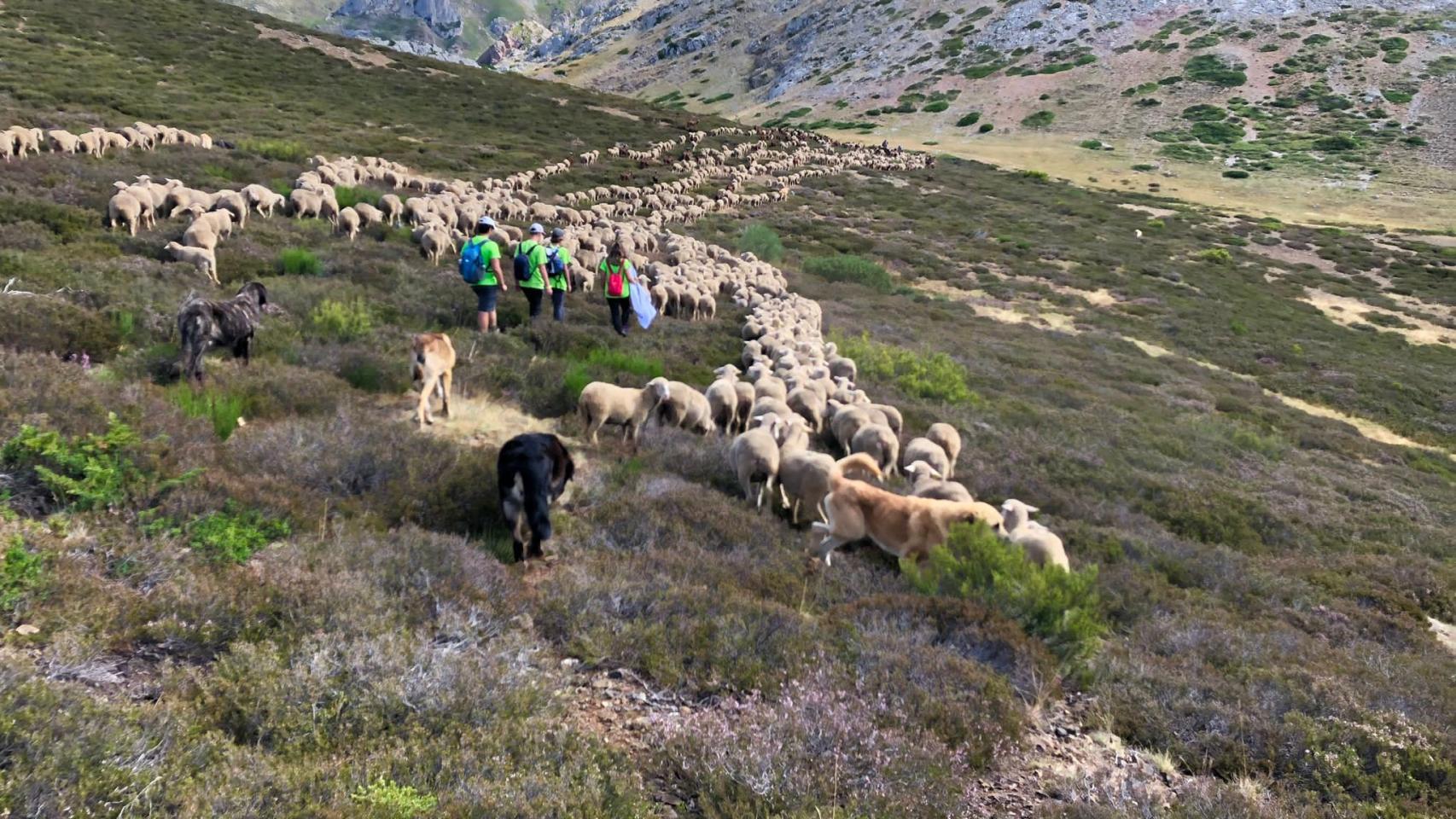 Arranca la Aventura Trashumante, una travesía por la montaña de 20 jóvenes que superaron el cáncer
