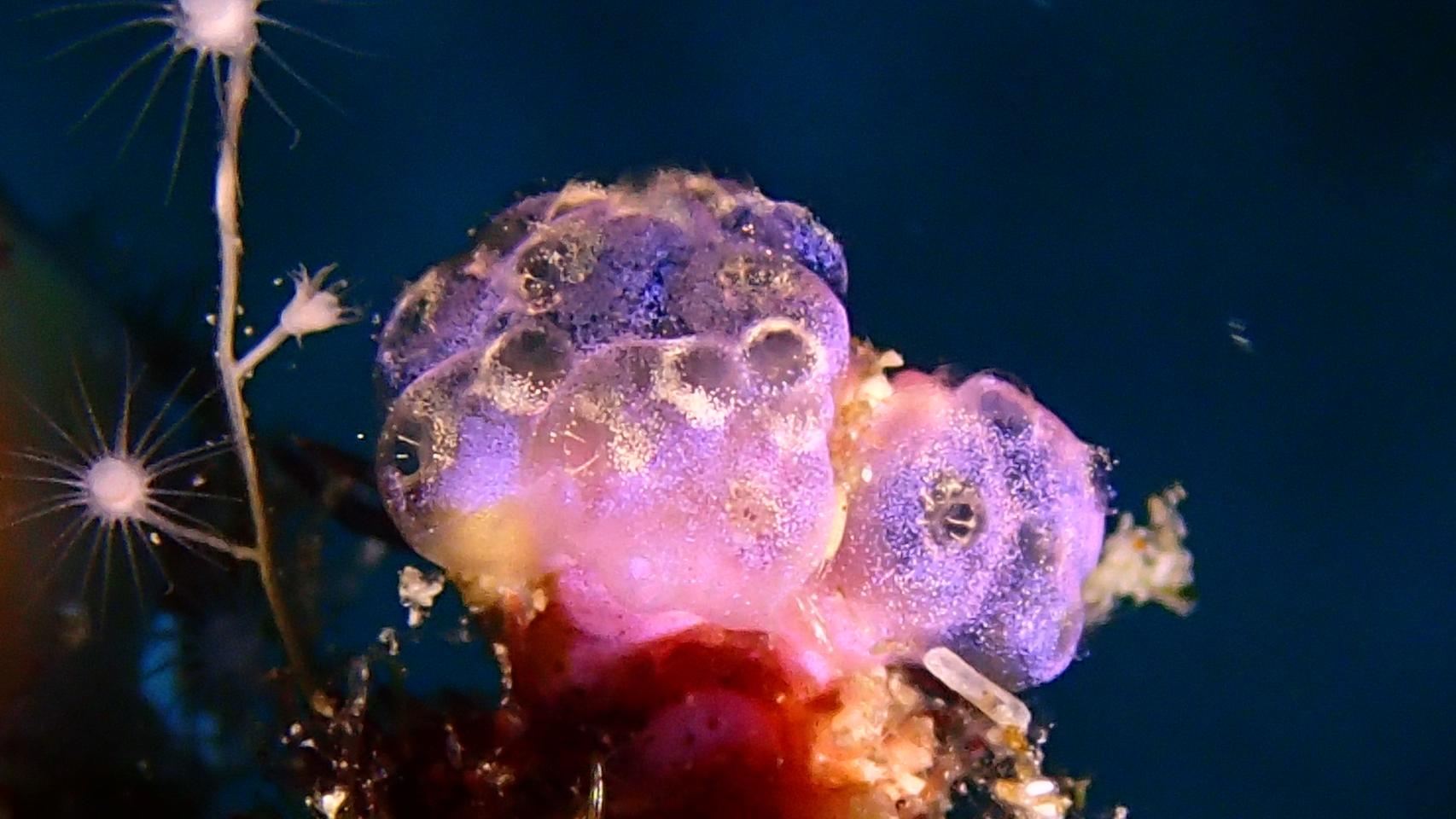 Fotógrafa del mar - rosa 3