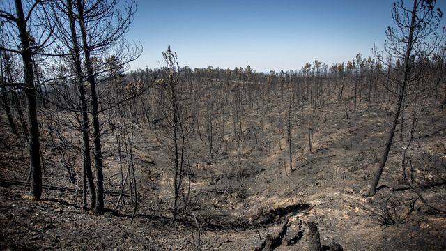 Destrozos producidos por el incendio forestal de Monsagro