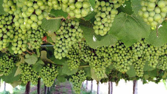 Viñedos.