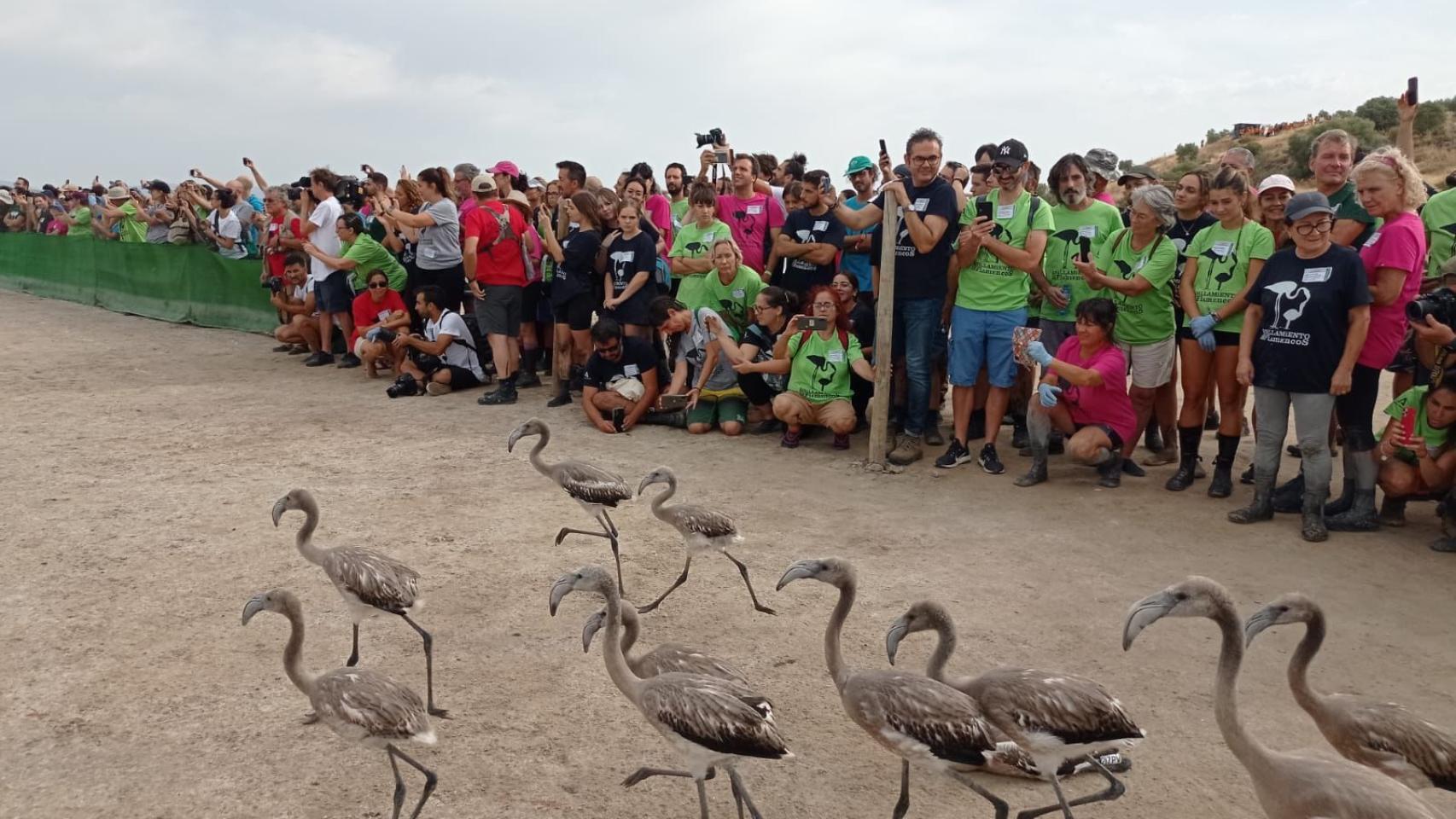 Los flamencos, corriendo frente a un grupo en Fuente de Piedra.