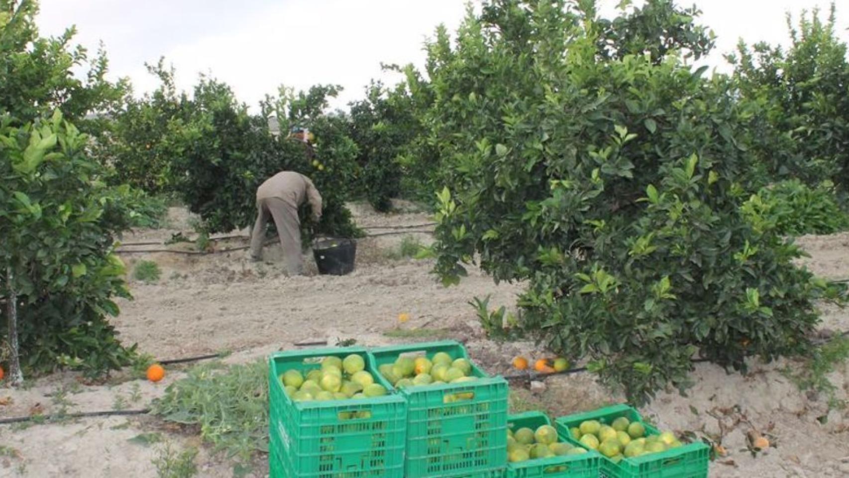Recogida de cítricos en la provincia de Alicante.
