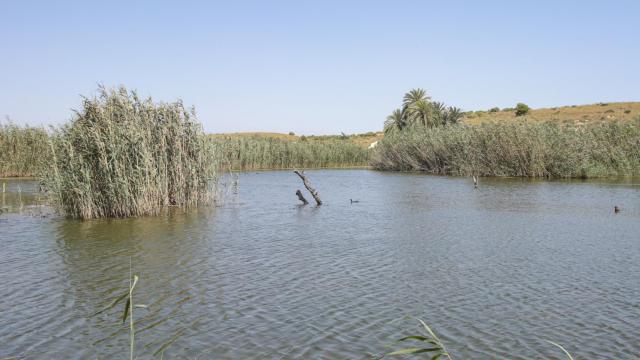 Patos nadando en uno de los humedales del Clot de Galvany (Elche).