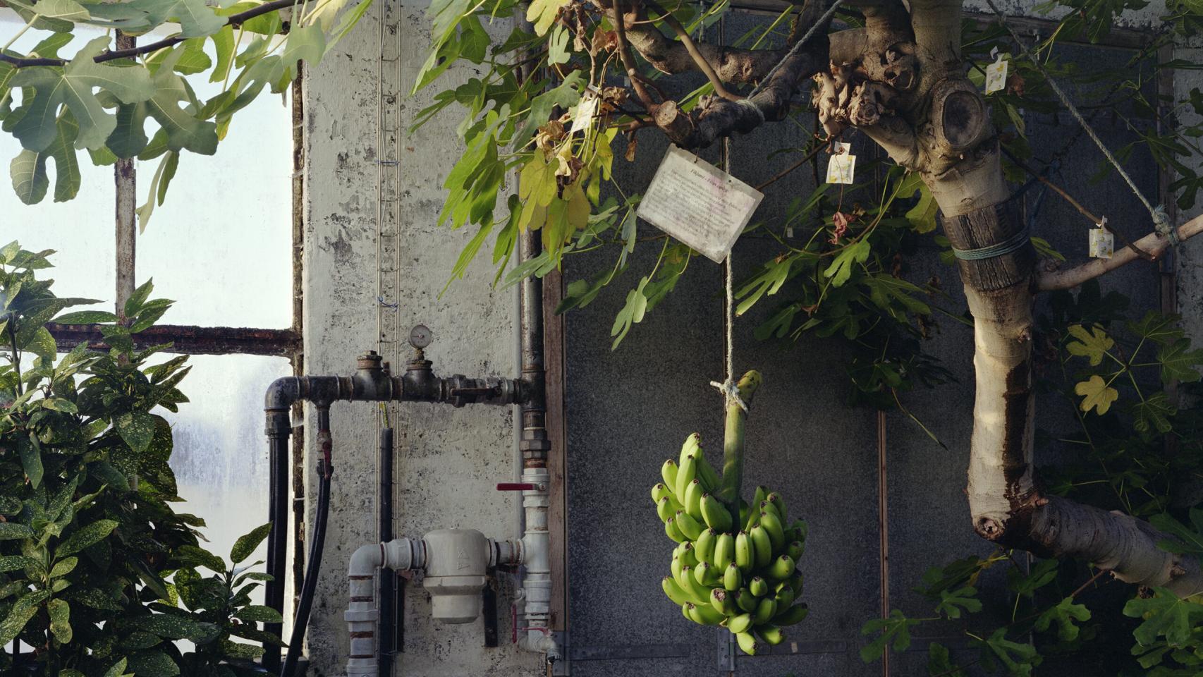 Una imagen de 'Experimento Banana', 2014. Foto: © Juan Baraja