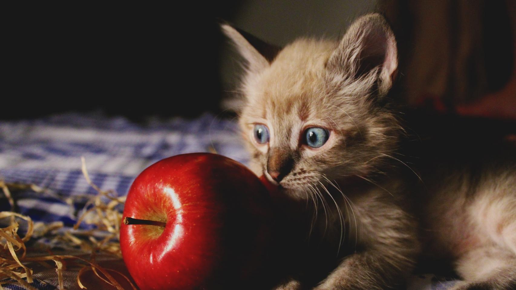 Estas son las frutas y verduras recomendadas para gatos