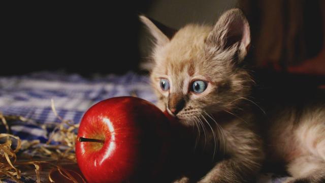 Estas son las frutas y verduras recomendadas para gatos