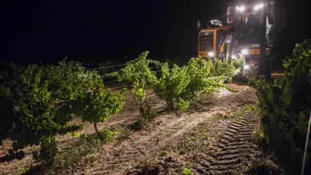 Un momento de la vendimia nocturna de la campaña del año pasado en la DO Rueda