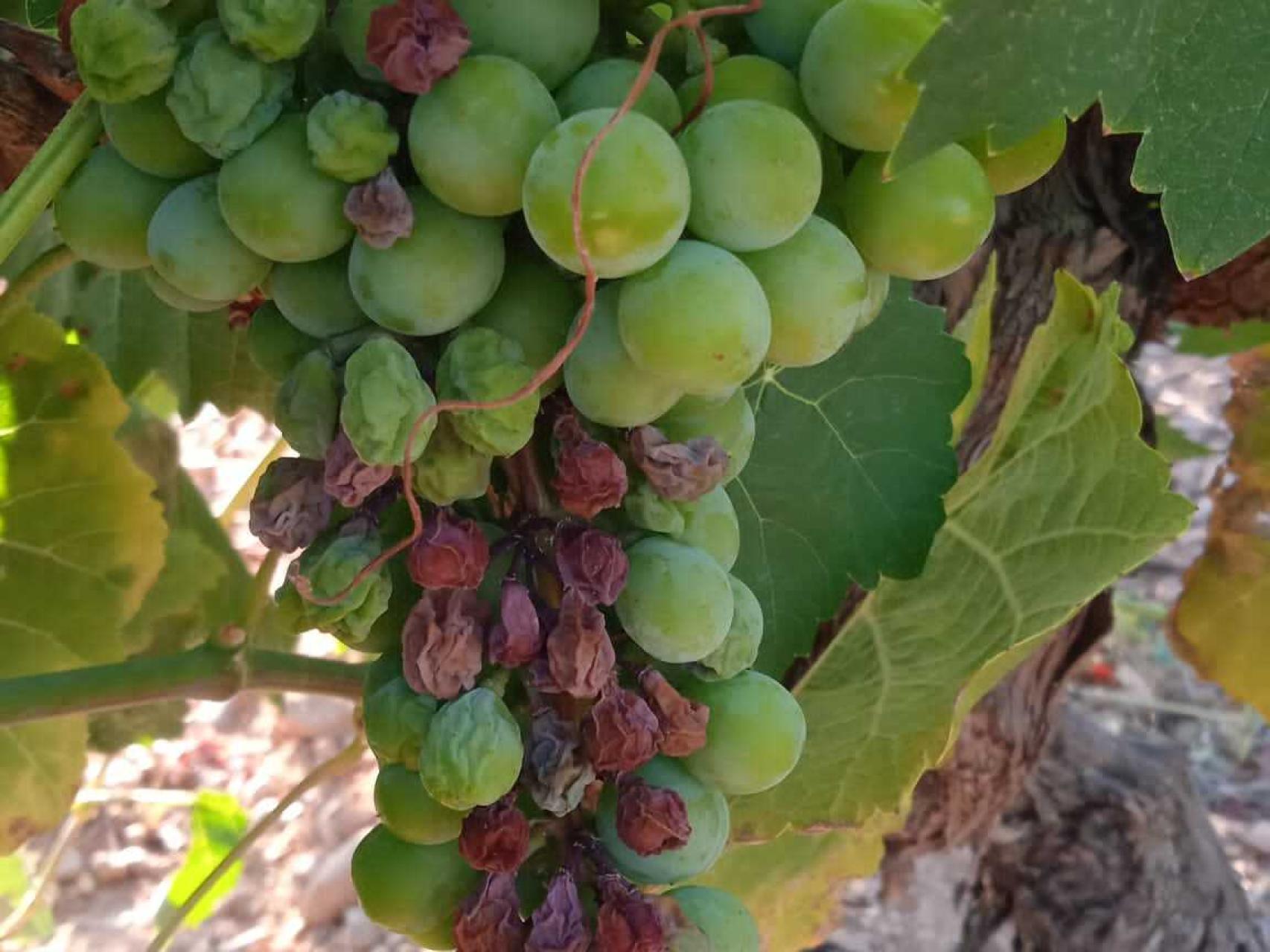 La sequía está afectando directamente a los viñedos