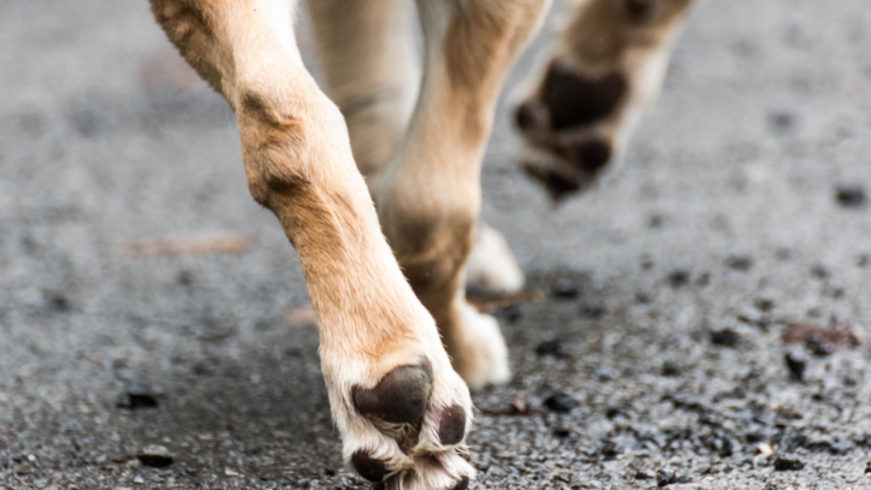 Trucos infalibles para evitar que tu perro se queme las patas en verano.