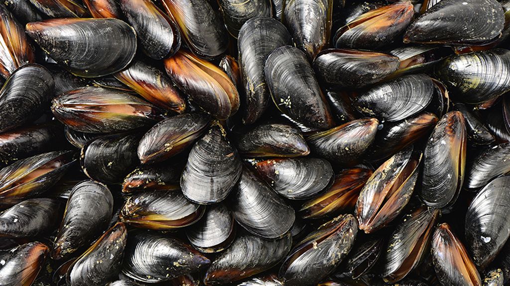 Imagen de archivo de unos mejillones.