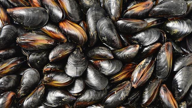 Mejillones.