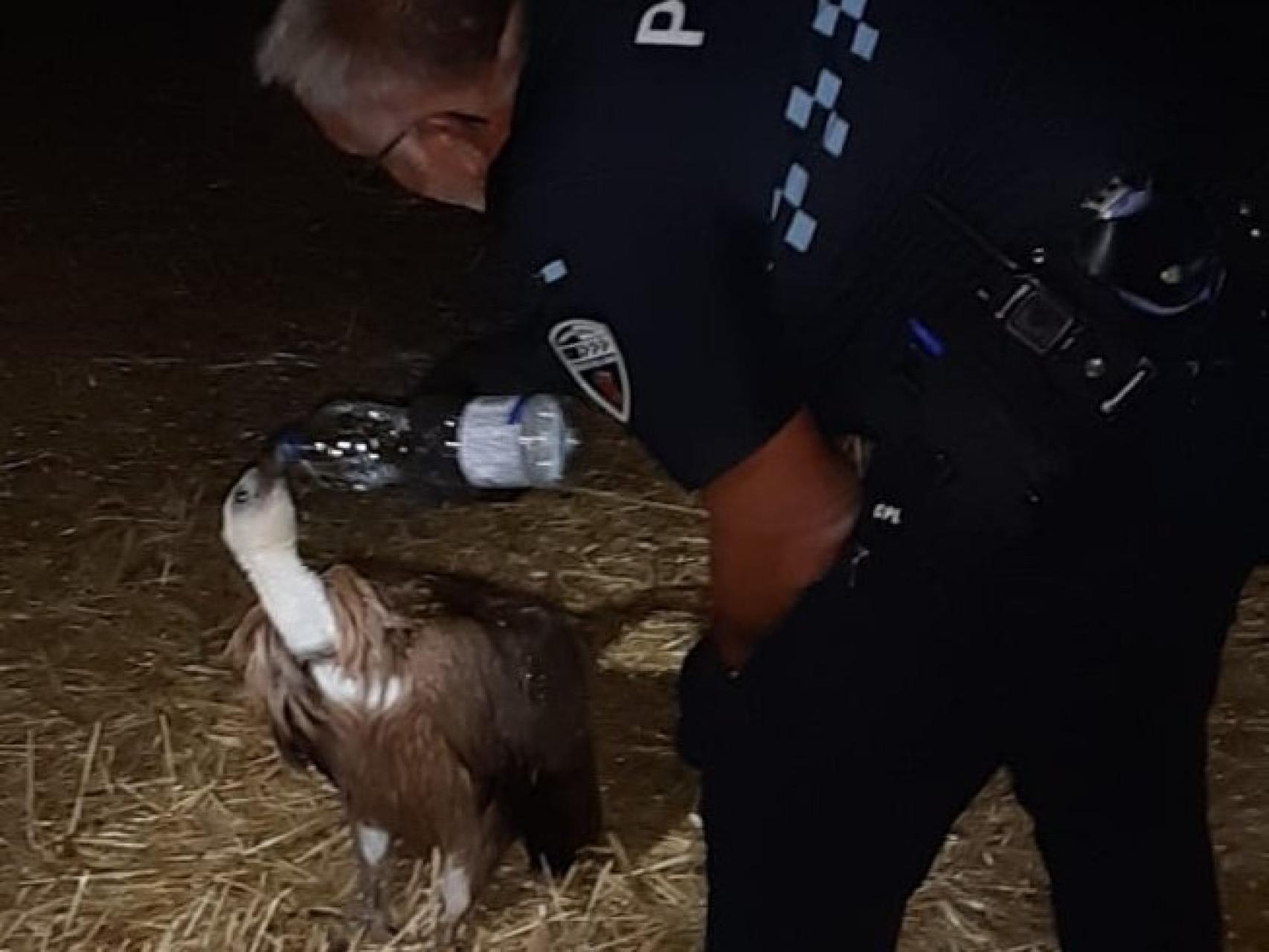 Un agente utiliza una botella de agua para dar de beber al buitre desorientado.