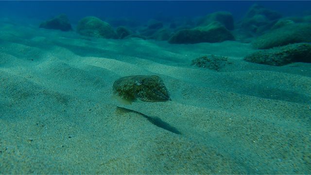 Prohibida la captura del choco en la ría de Arousa hasta el 30 de octubre de 2022