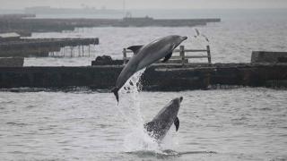Delfines en las Rías Baixas.