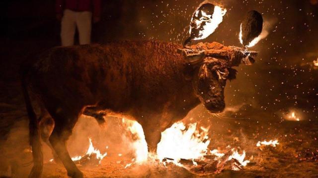 Imagen de archivo de un toro embolado.