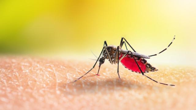 Mosquito Aedes chupando sangre en la piel humana