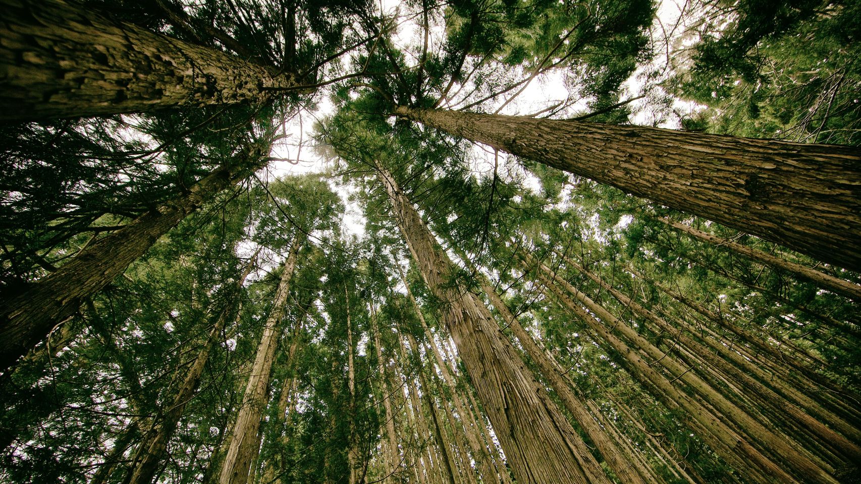 El compromiso con la sostenibilidad y el medio ambiente también se ha convertido en una máxima de las empresas para captar los perfiles tecnológicos más demandados que se quieren identificar con los valores 'verdes' de las grandes corporates.