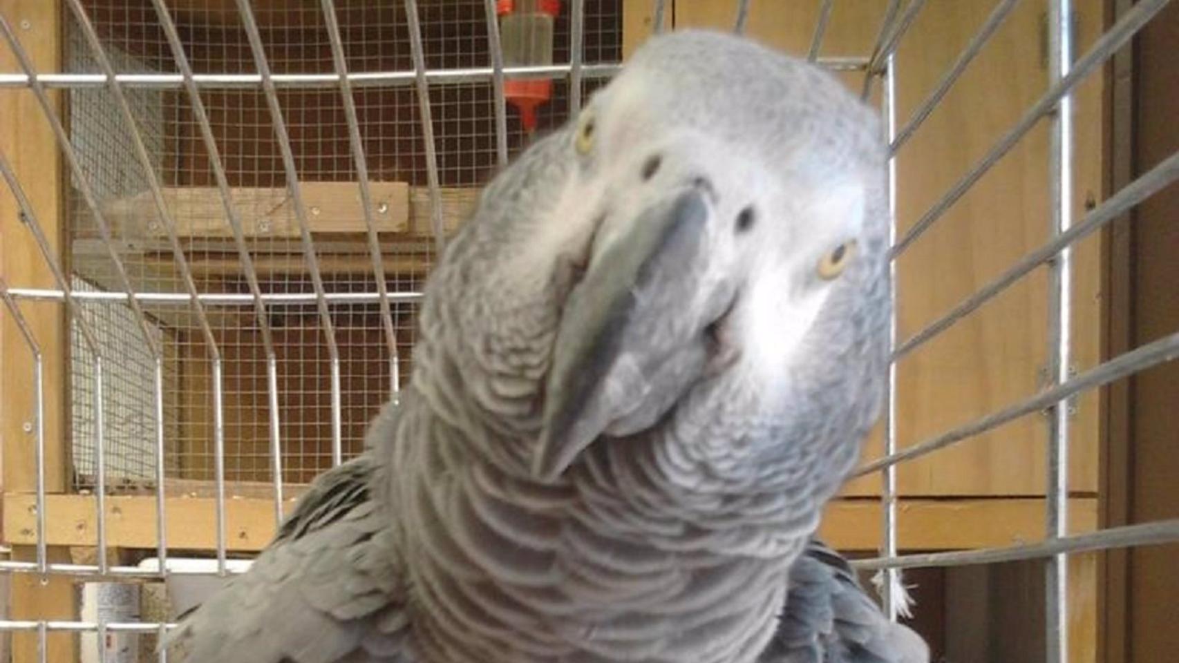 Loro 'Willy' recuperado en Alhaurín de la Torre.