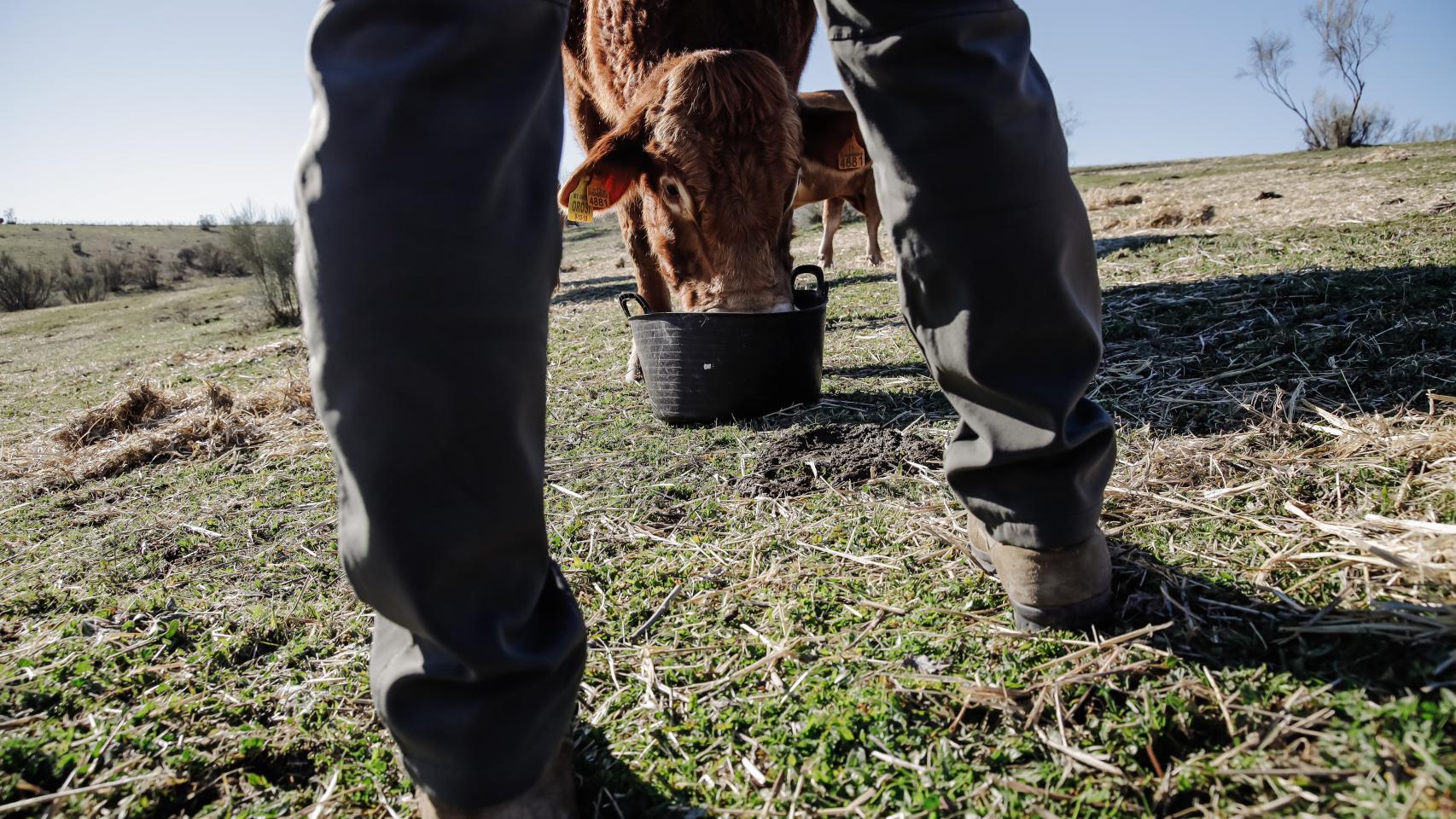 Un ganadero y una vaca