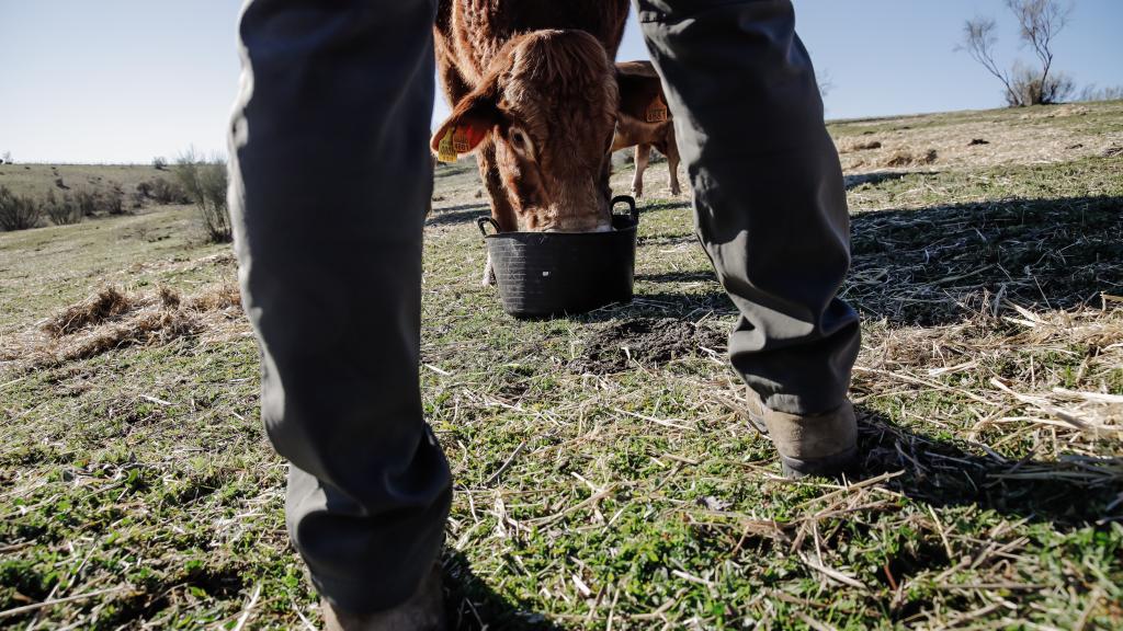 Un ganadero y una vaca