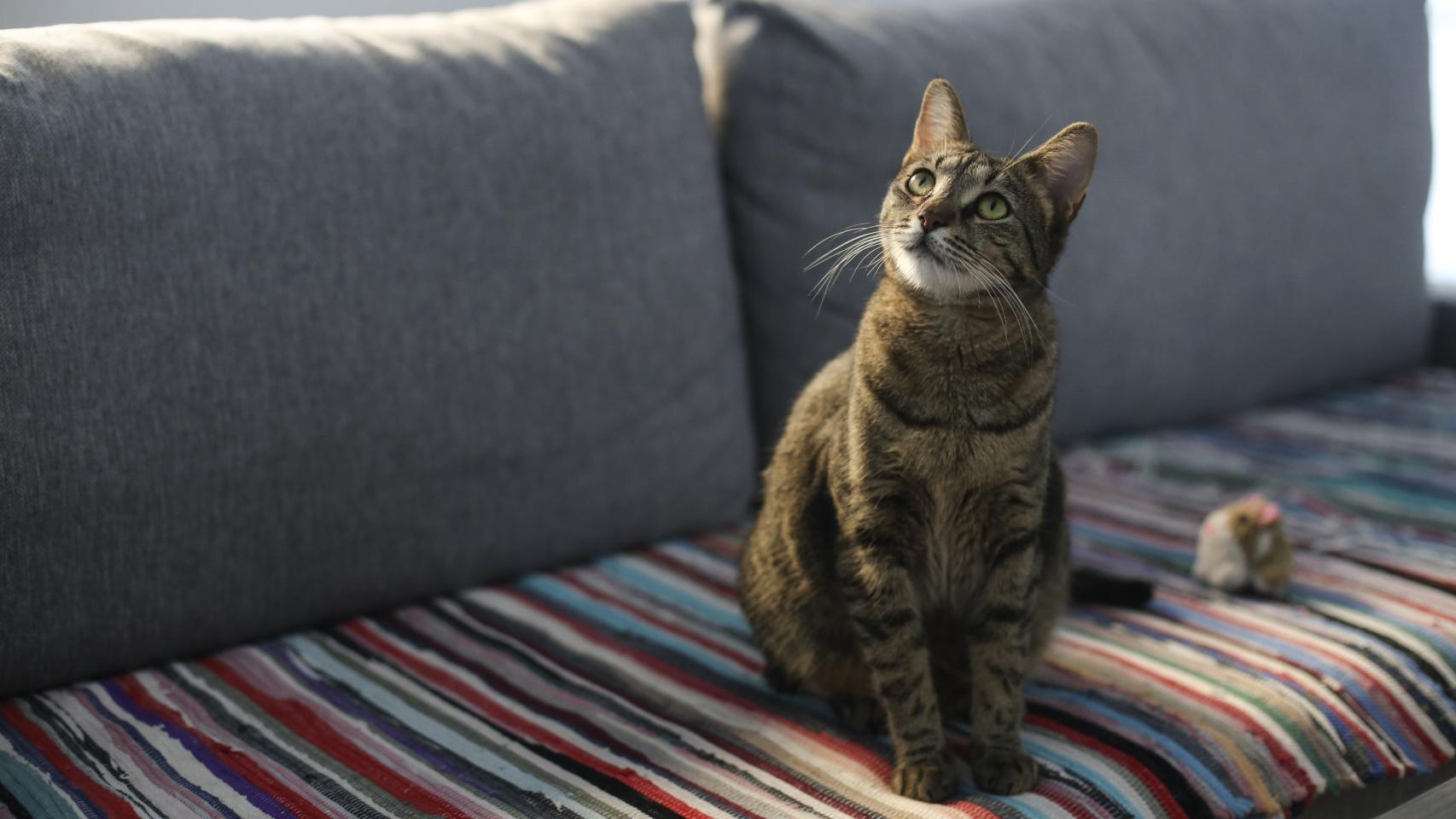 La media de hogares españoles con gatos es inferior a la europea.