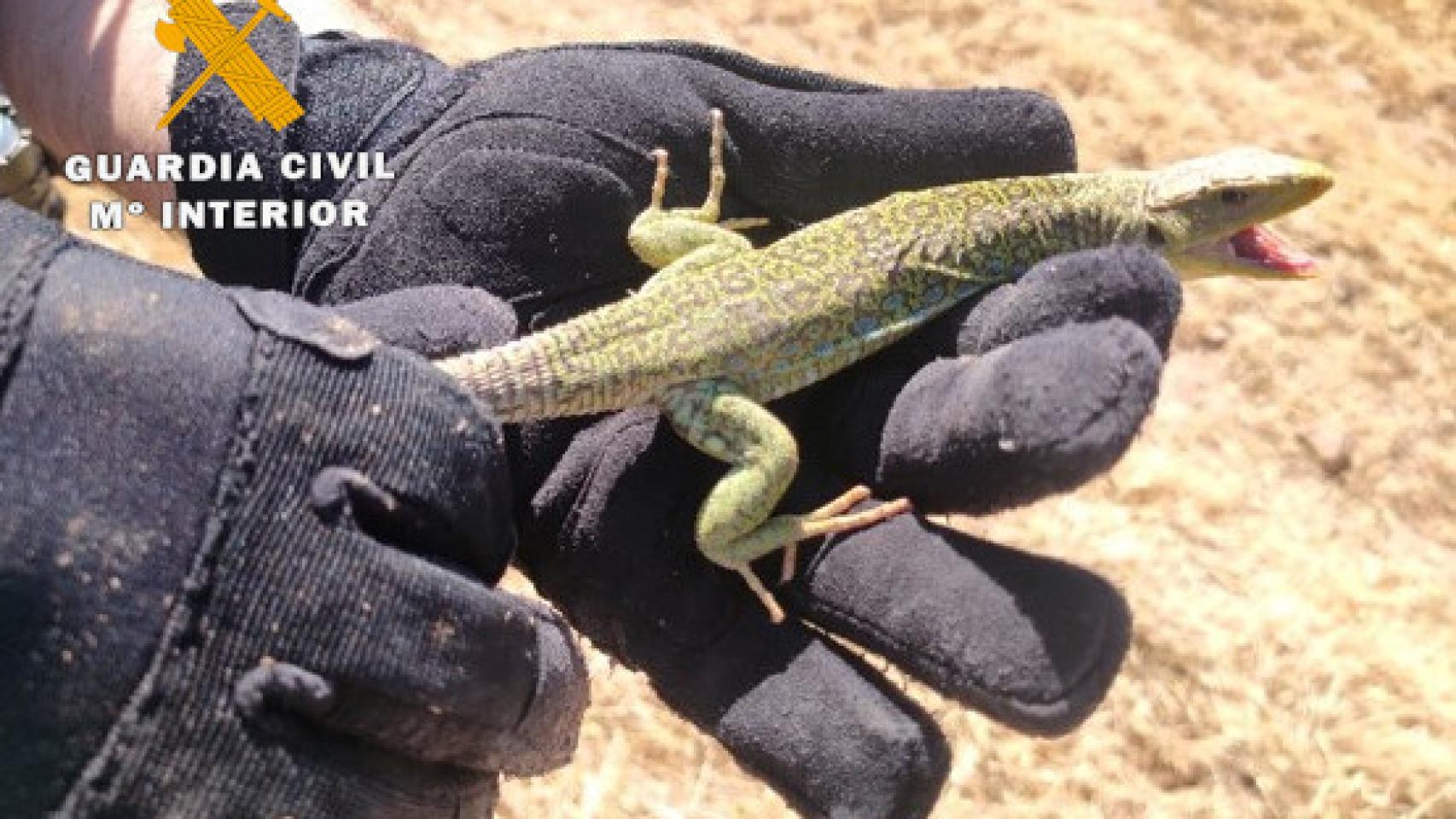 Imagen del largarto ocelado intervenido por la Guardia Civil.
